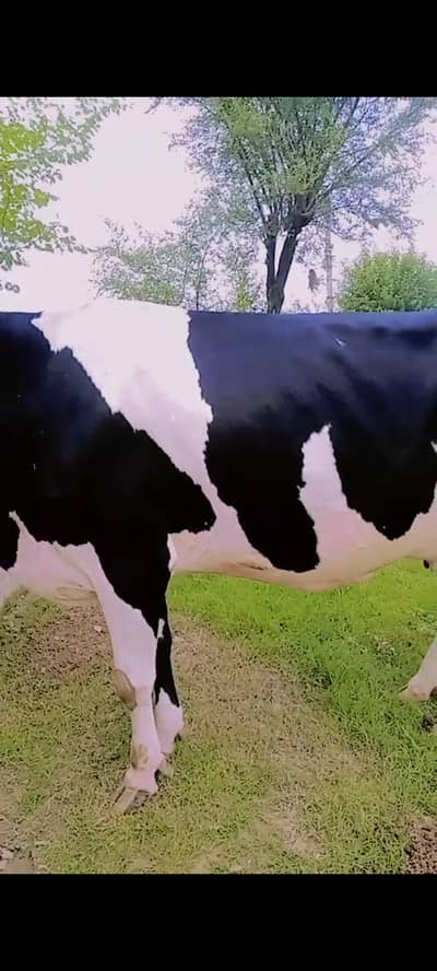 gbhan cow