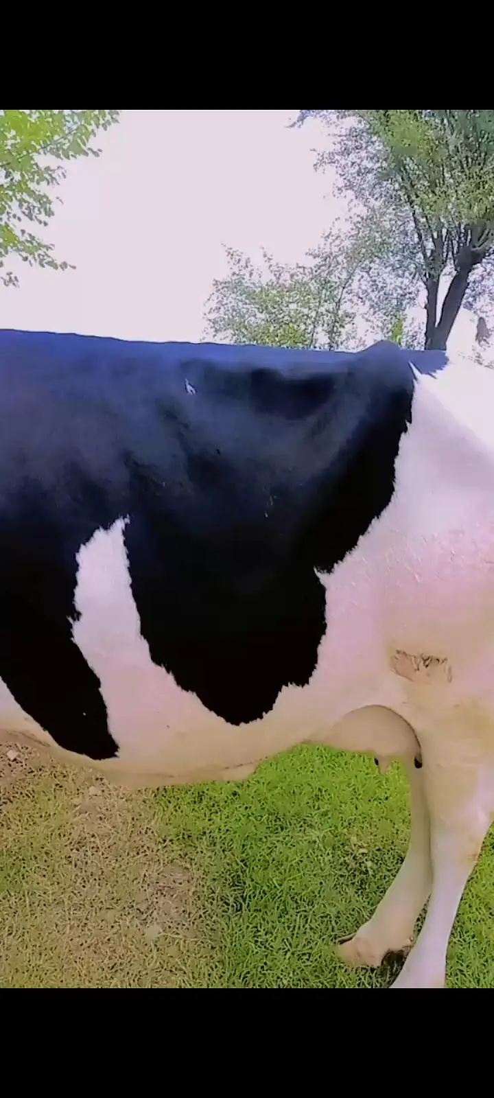 gbhan cow — photo 2