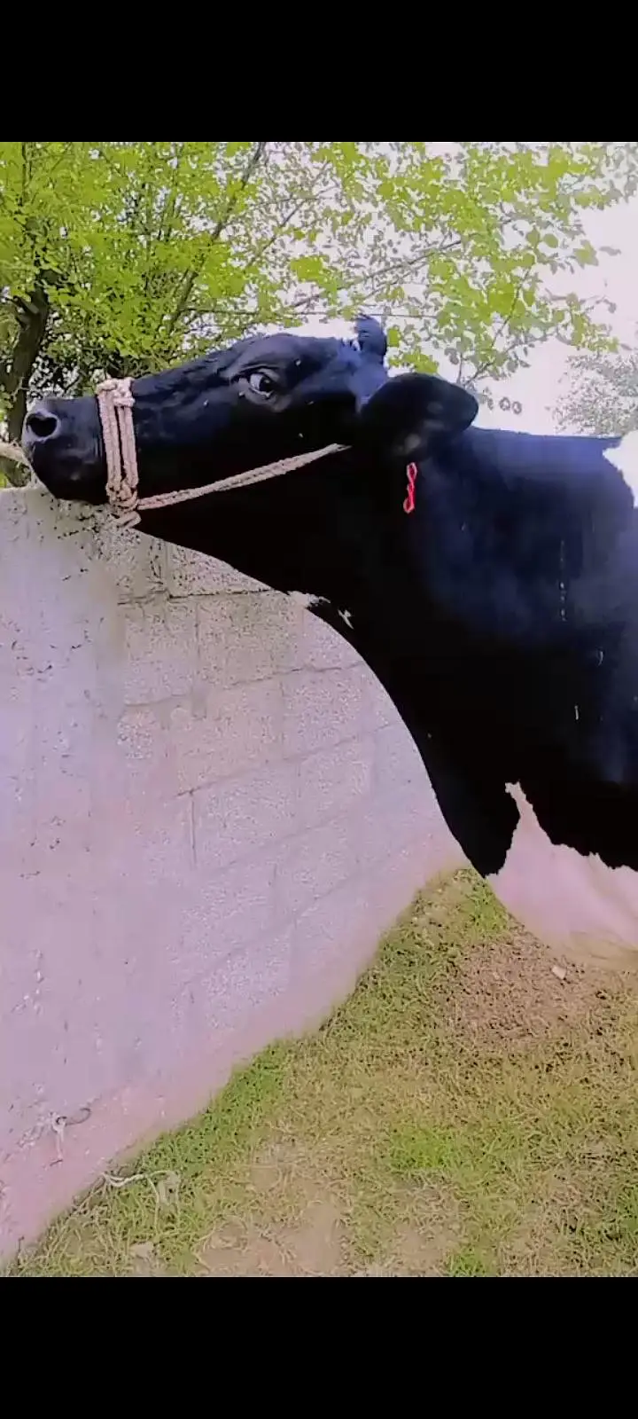 gbhan cow — photo 3