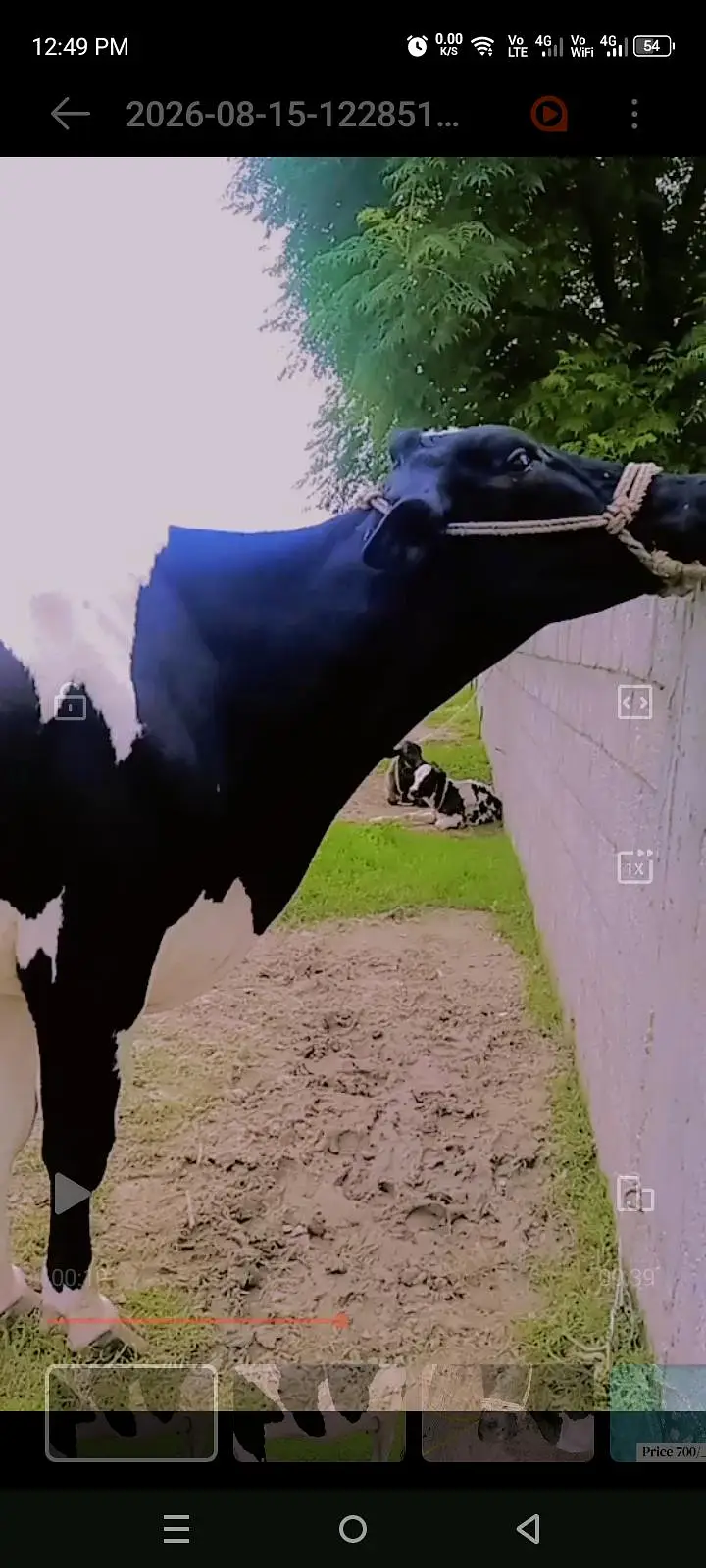 gbhan cow — photo 4