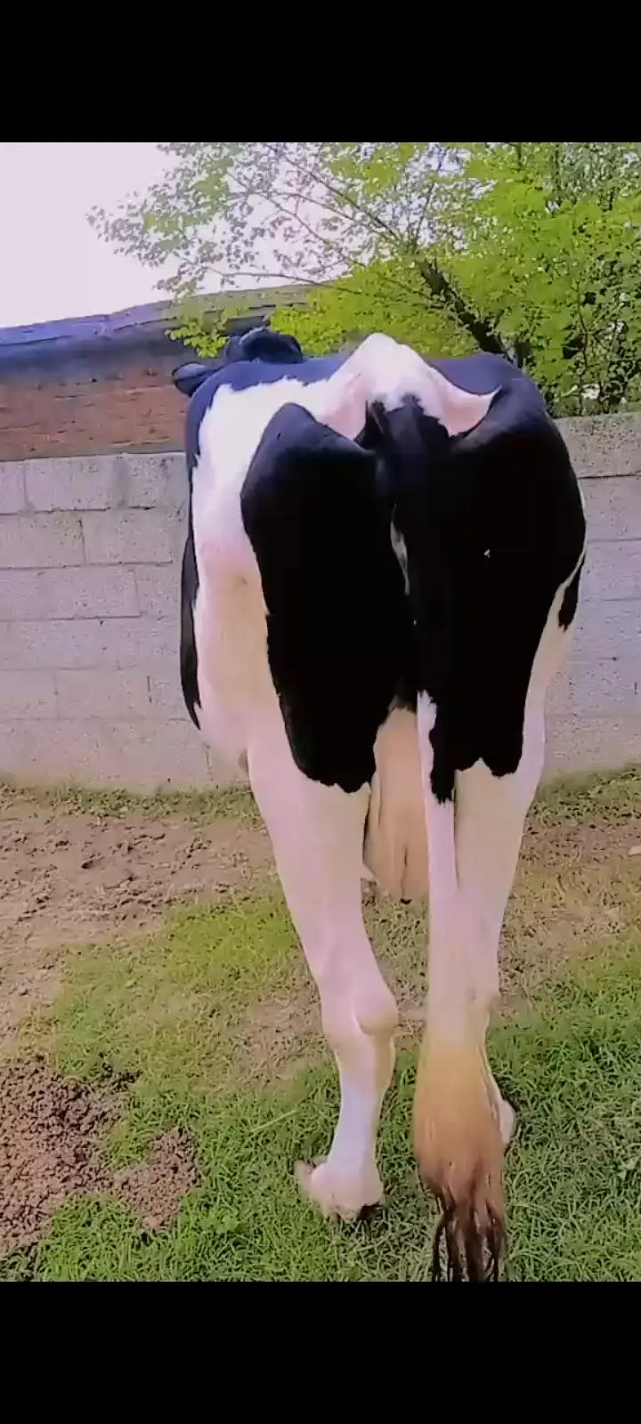 gbhan cow — photo 5