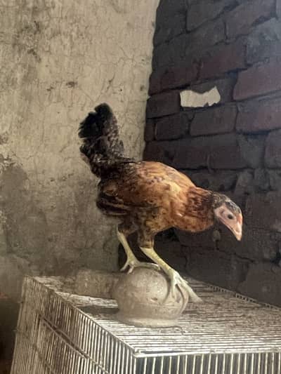 Golden misri A Grade pathi offer