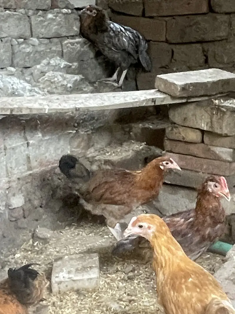 Golden misri A Grade pathi offer — photo 2