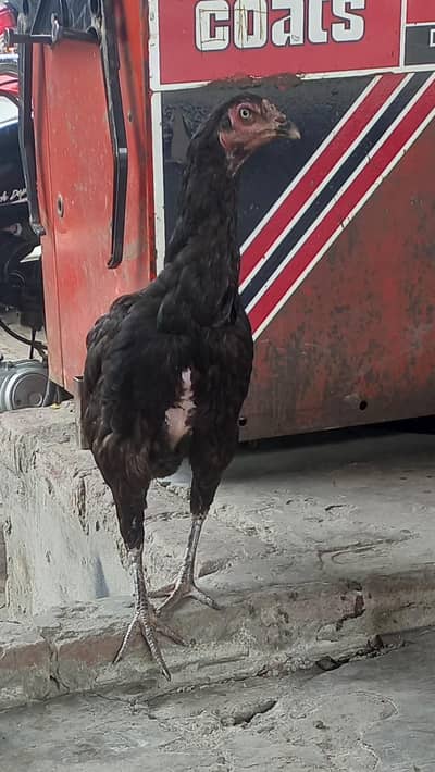 aseel thai murghi female hen