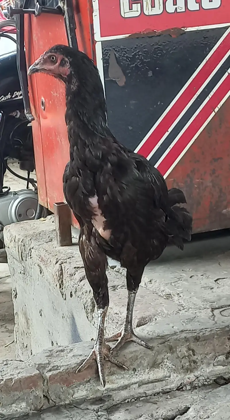 aseel thai murghi female hen — photo 2