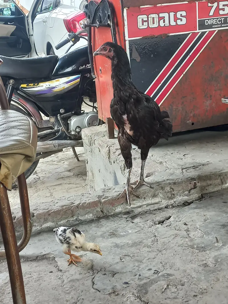 aseel thai murghi female hen — photo 3