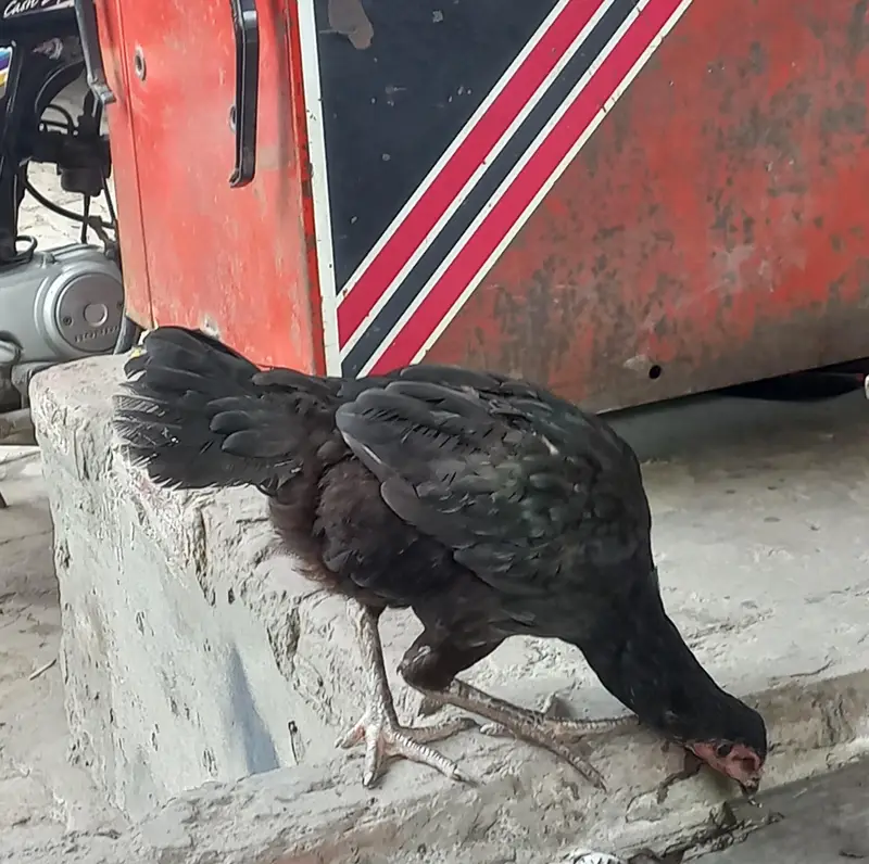 aseel thai murghi female hen — photo 4