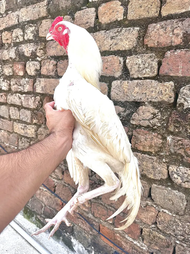 Heera aseel — photo 3