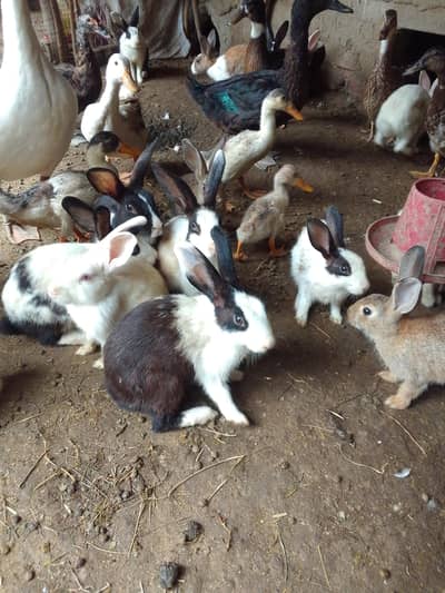 rabbits pair