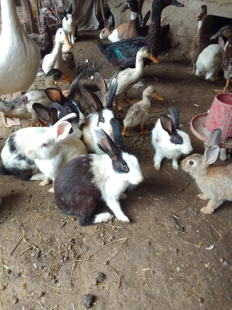 rabbits pair 0