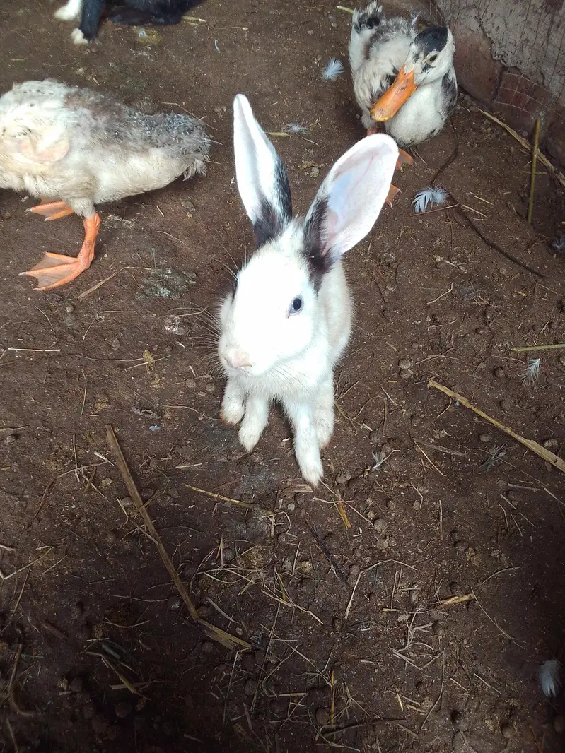 rabbits pair — photo 3