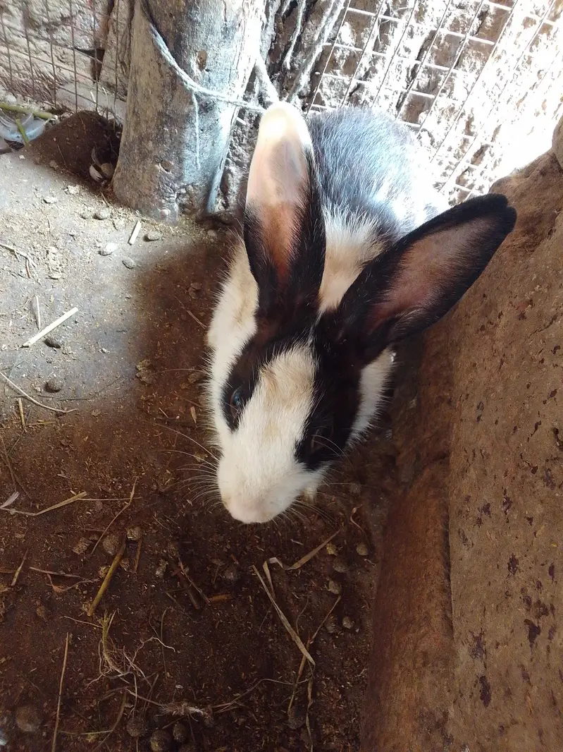 rabbits pair — photo 4