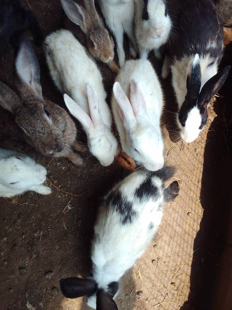 rabbits pair 4
