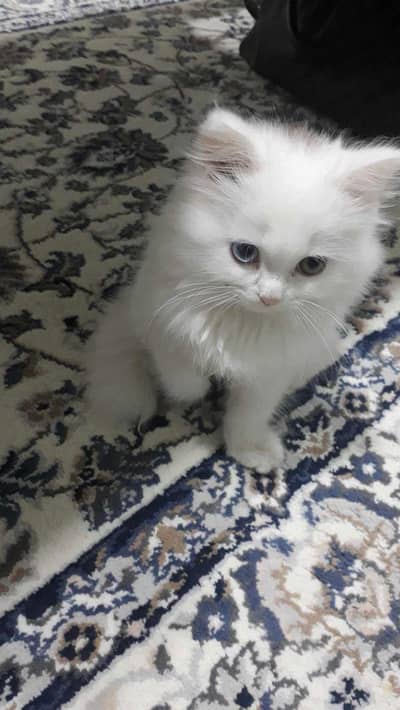 kitten for sale