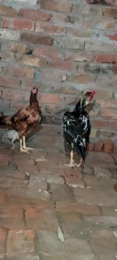 aseel murga + murgi pair h 03147000130
