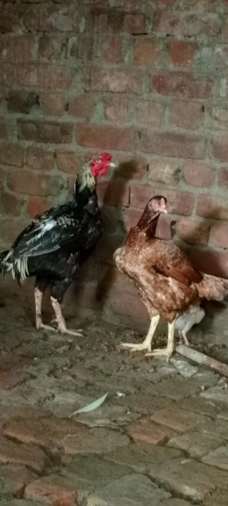 aseel murga + murgi pair h 03147000130 — photo 7