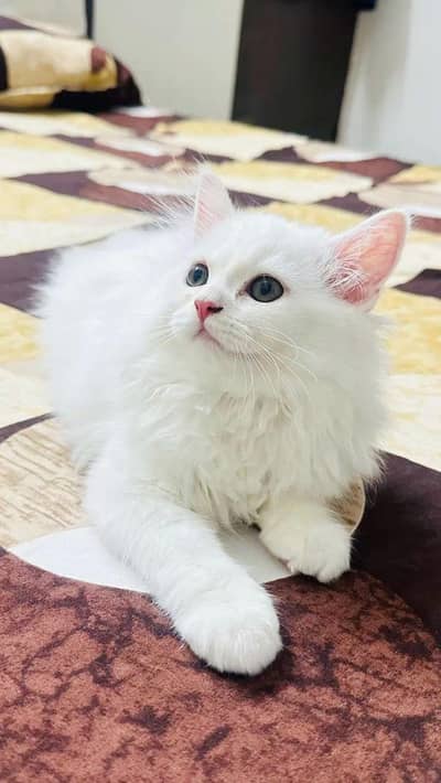kitten for sale