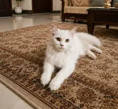 cat for sale