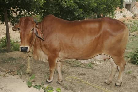 Sahiwal Cow / Doodh 8 kg