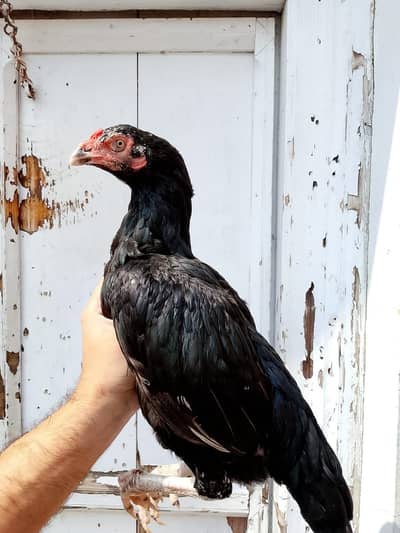 Mushki Female
