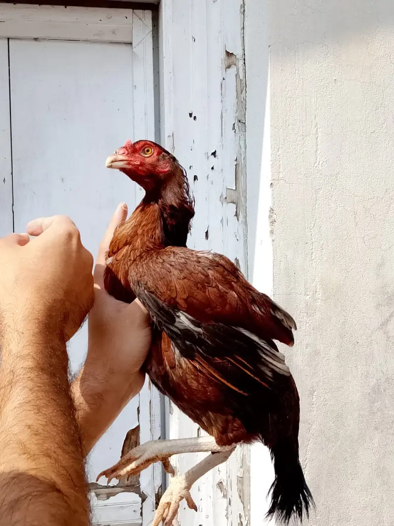 Mushki Female — photo 2