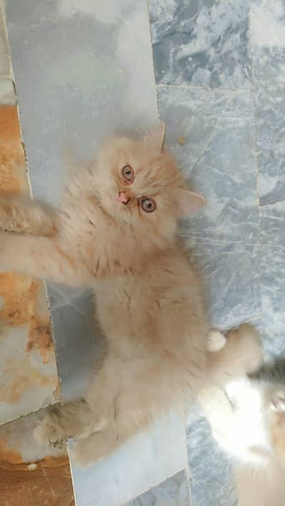 male or female kitten