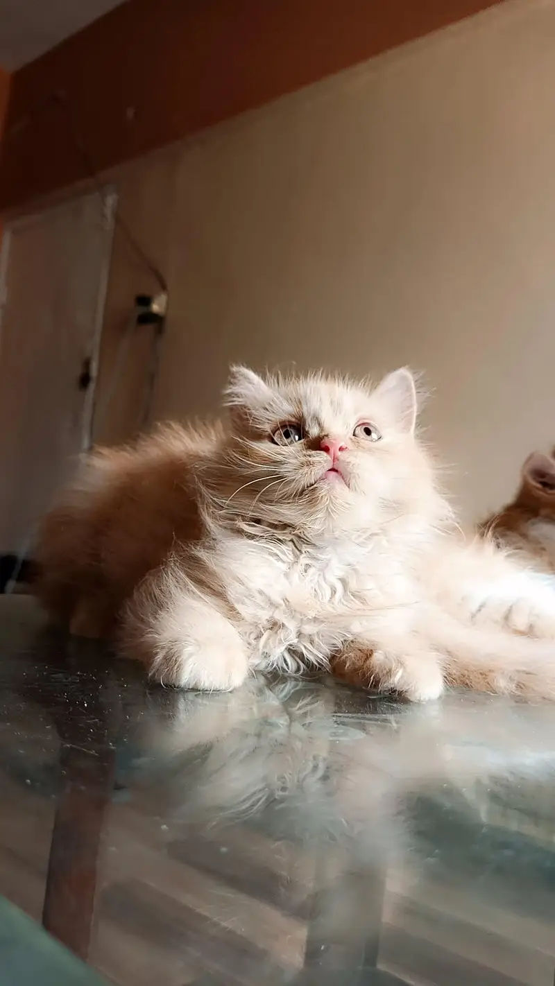 male or female kitten — photo 2