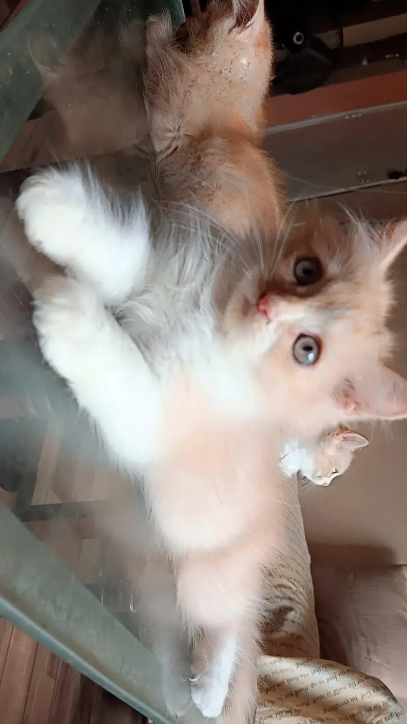 male or female kitten — photo 3