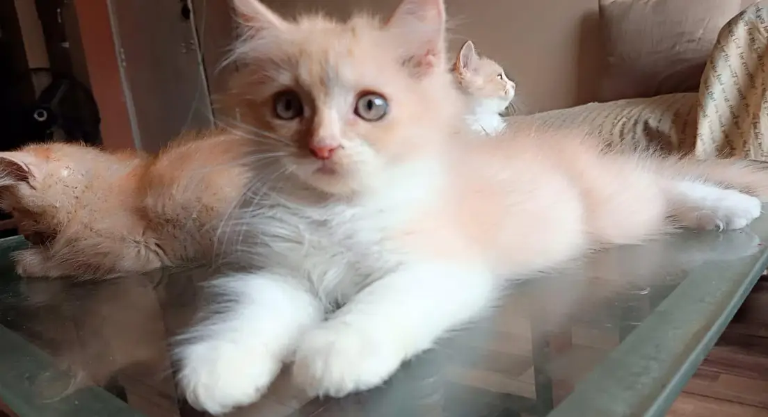 male or female kitten — photo 4