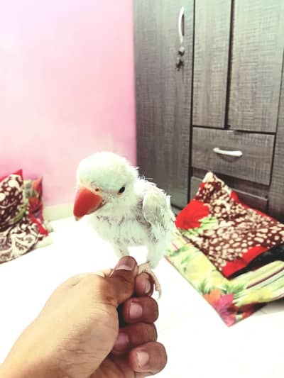1 saminan blue ringneck with new cage
