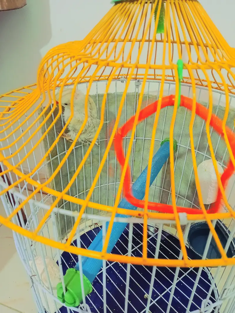 1 saminan blue ringneck with new cage — photo 5