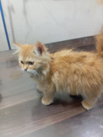 playful kittens litter trained