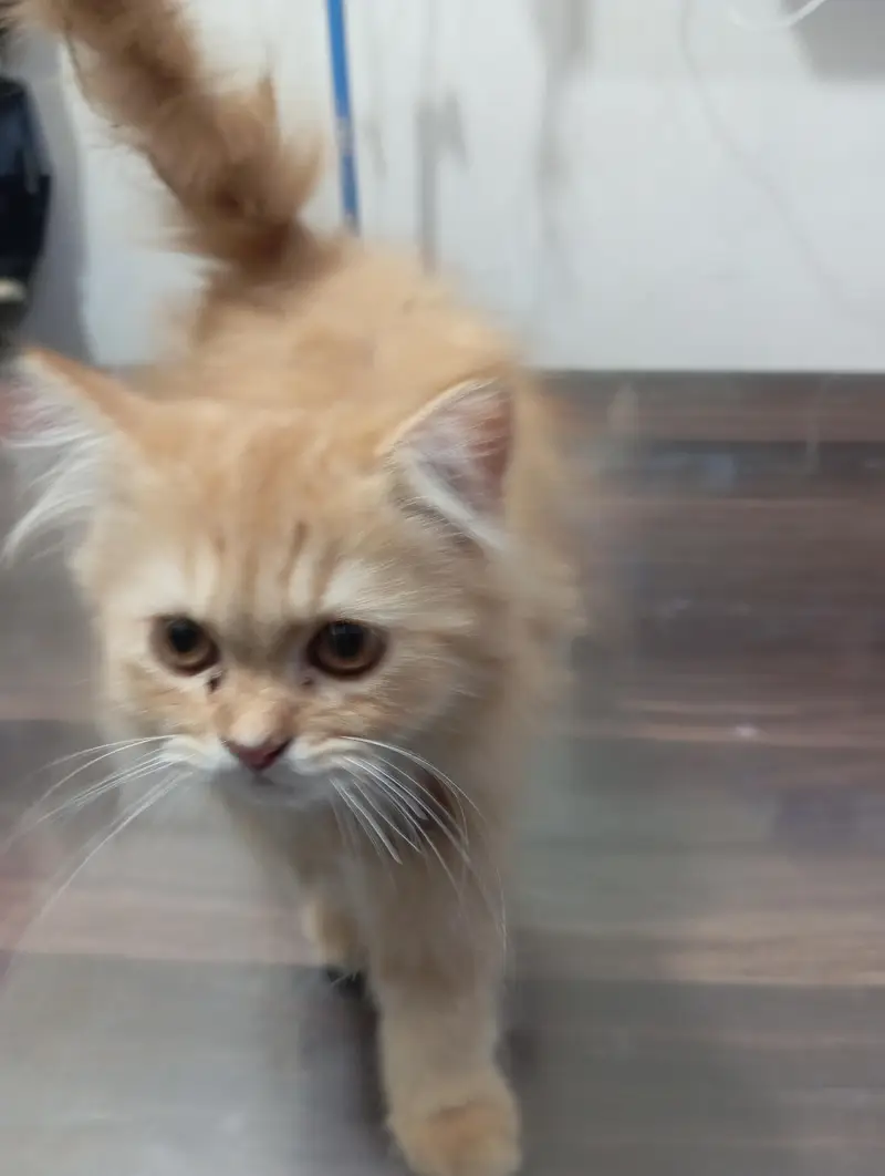 playful kittens litter trained — photo 2