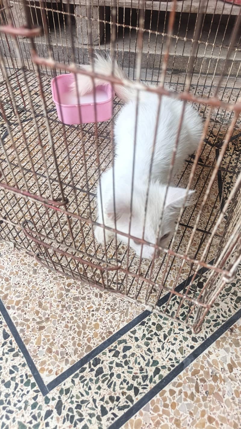 Leo cat 0