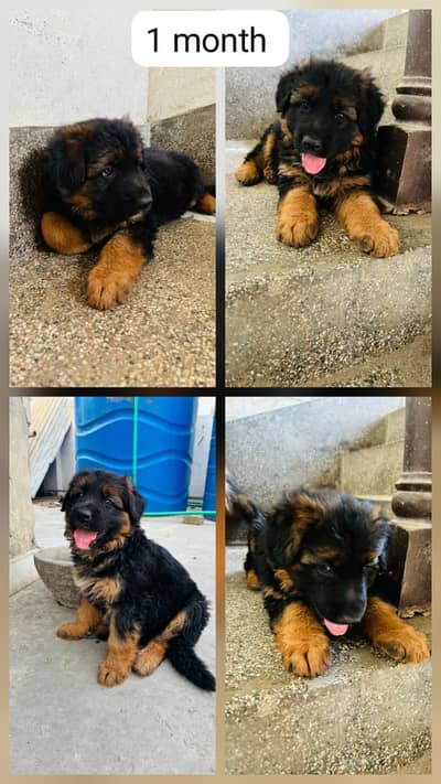 German shepherd