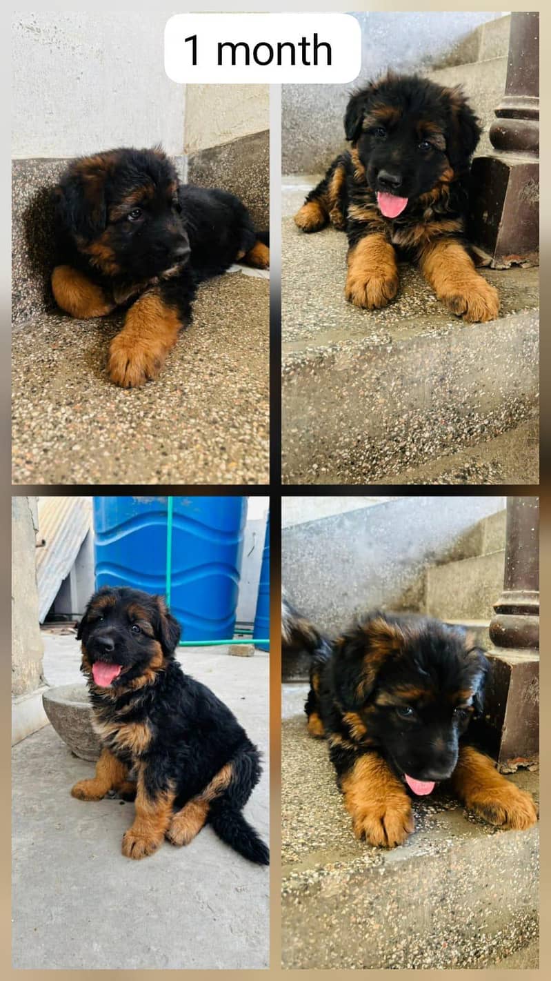 German shepherd 0