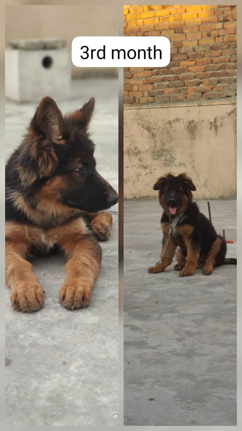 German shepherd 1