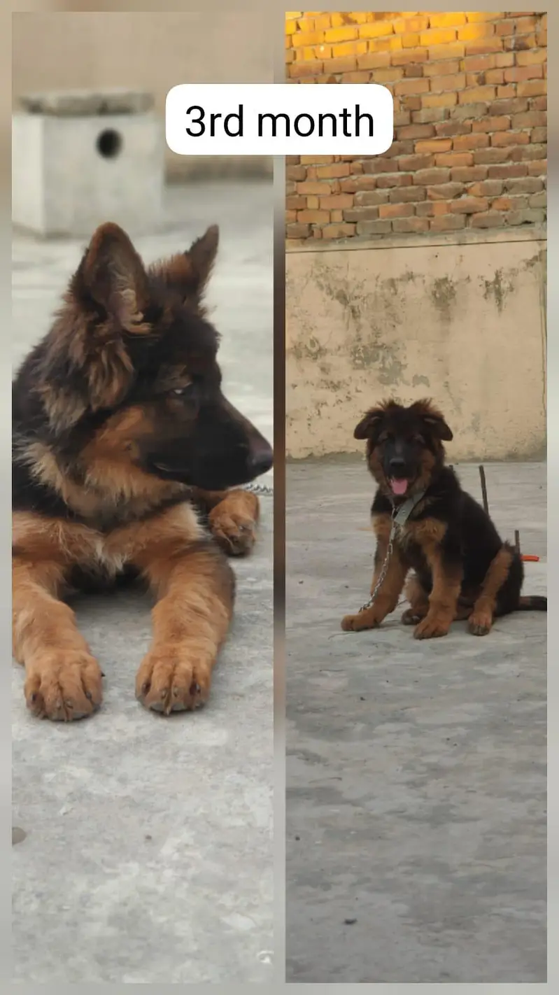 German shepherd — photo 2