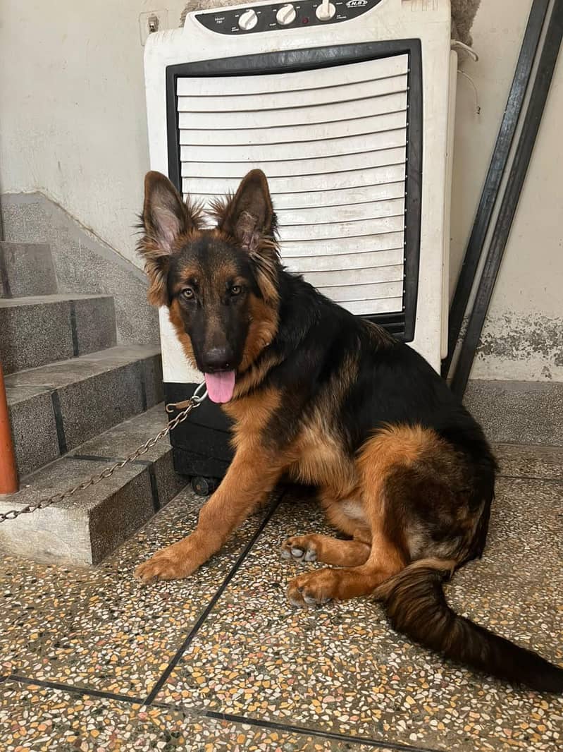 German shepherd 2