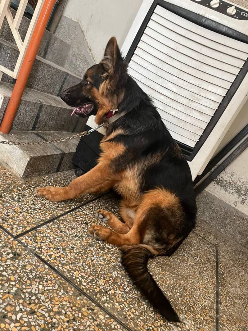 German shepherd 3