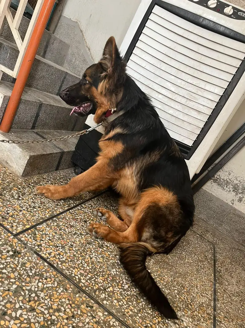 German shepherd — photo 4