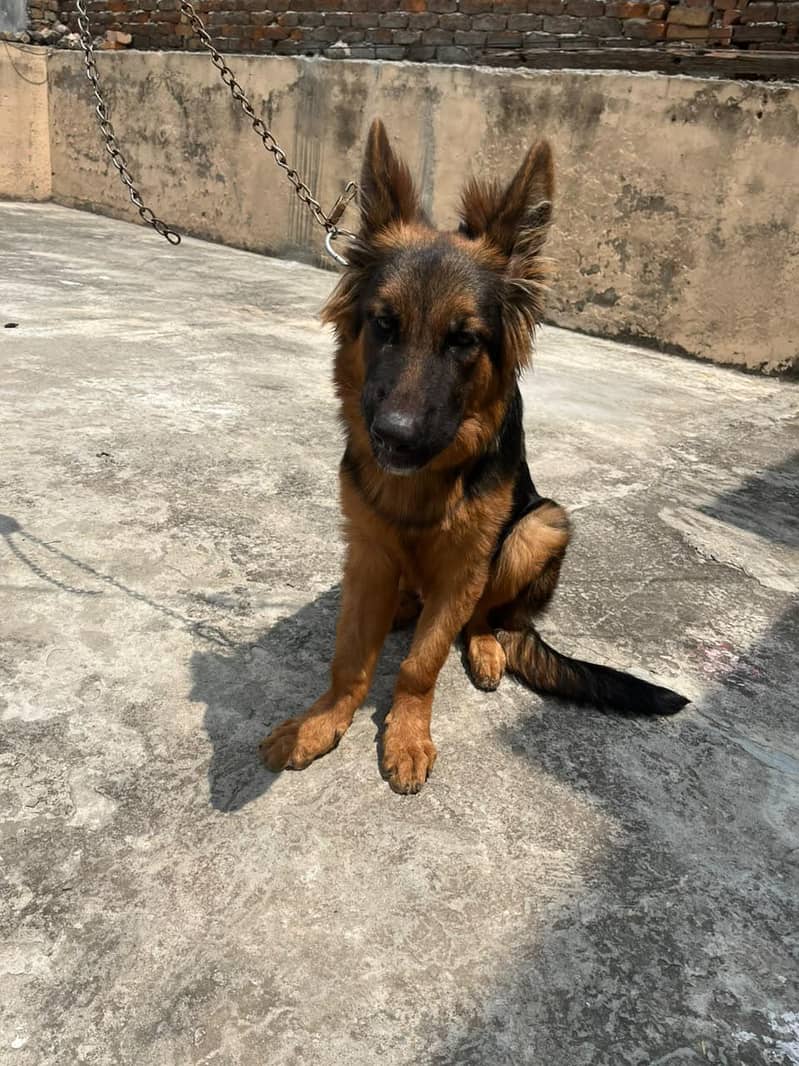 German shepherd 4