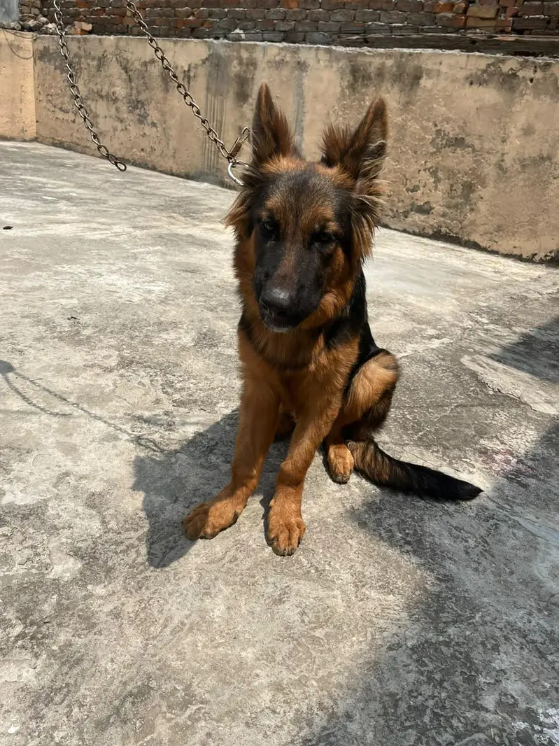 German shepherd — photo 5