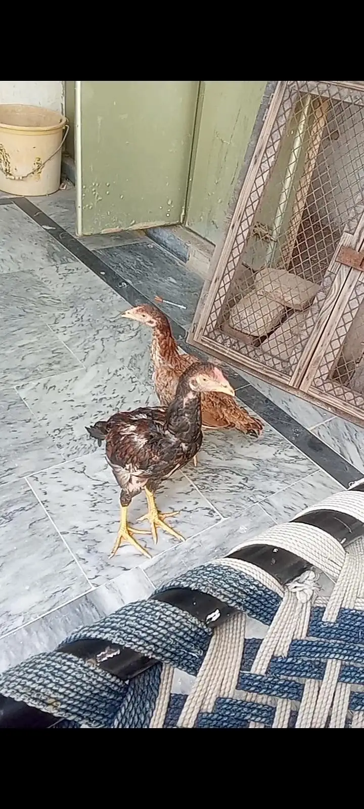 aseel Kili taj patha pathi for sale in reasonabl price — photo 3