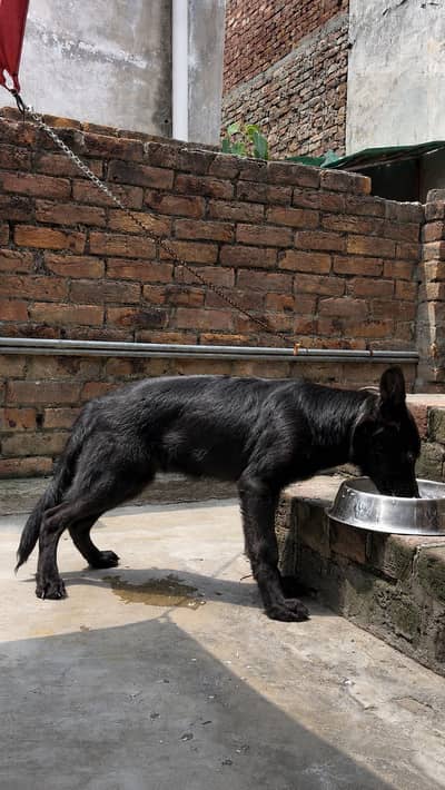 Black German Male Puppy 3.5 month