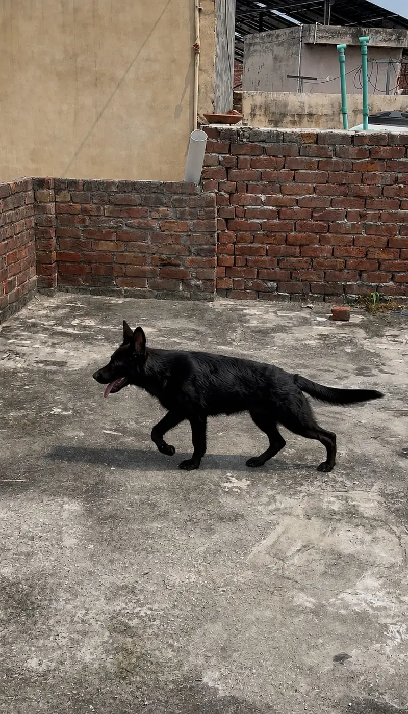 Black German Male Puppy 3.5 month — photo 2