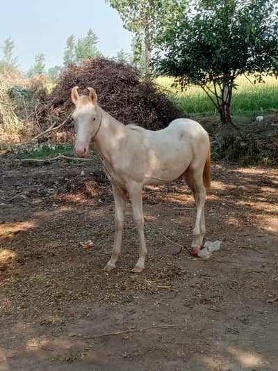 Nukra wachera for sale
