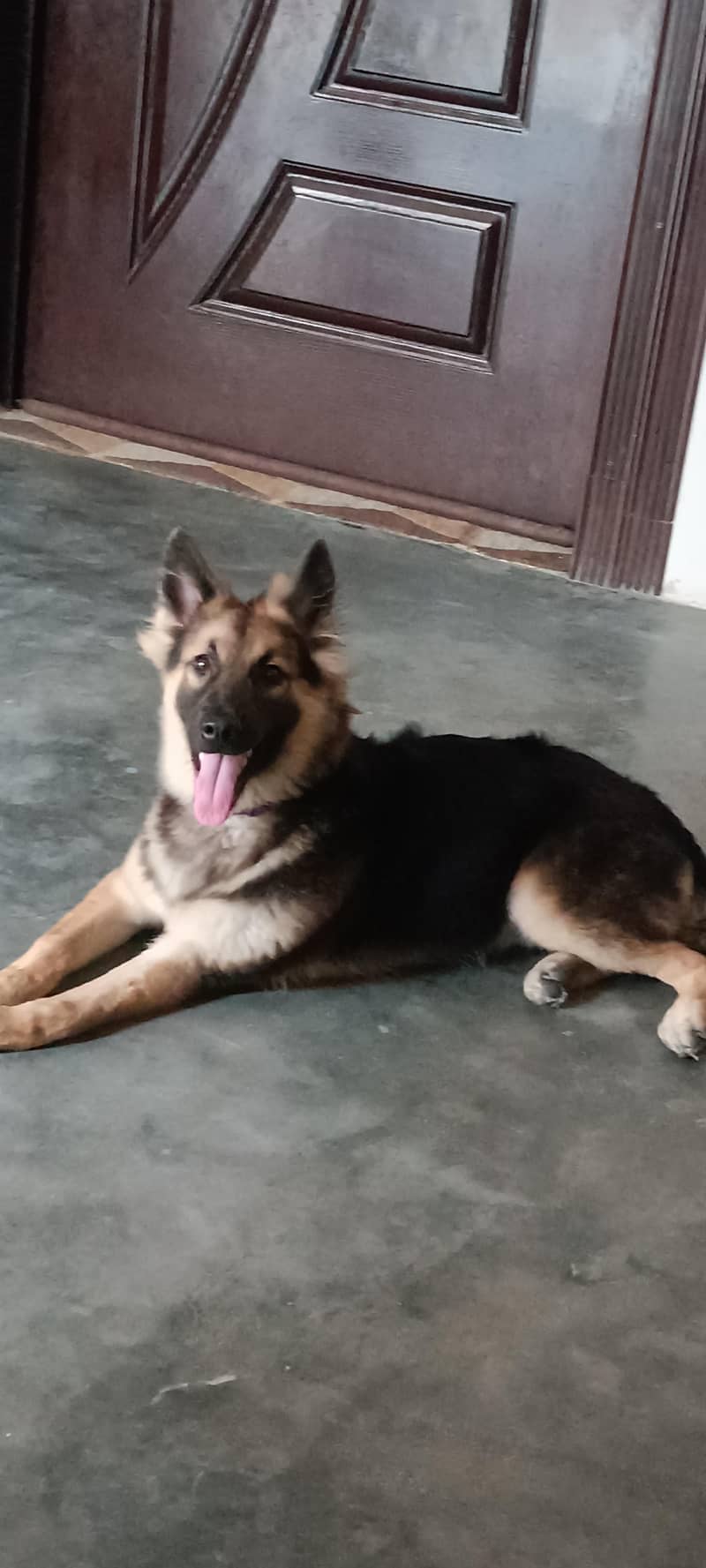 German shepherd 0