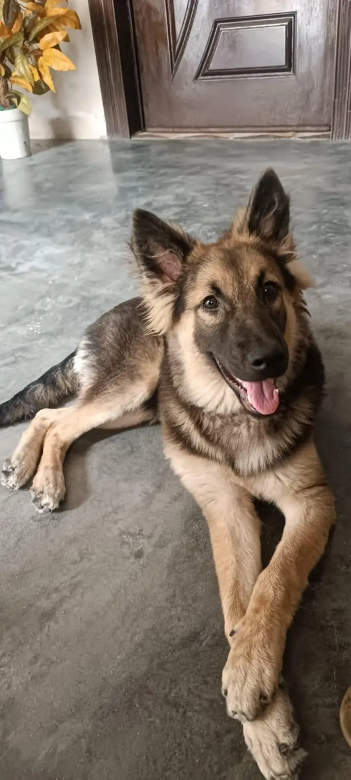 German shepherd — photo 2