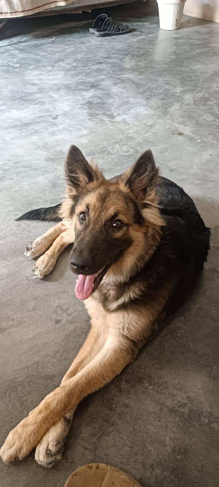 German shepherd 2